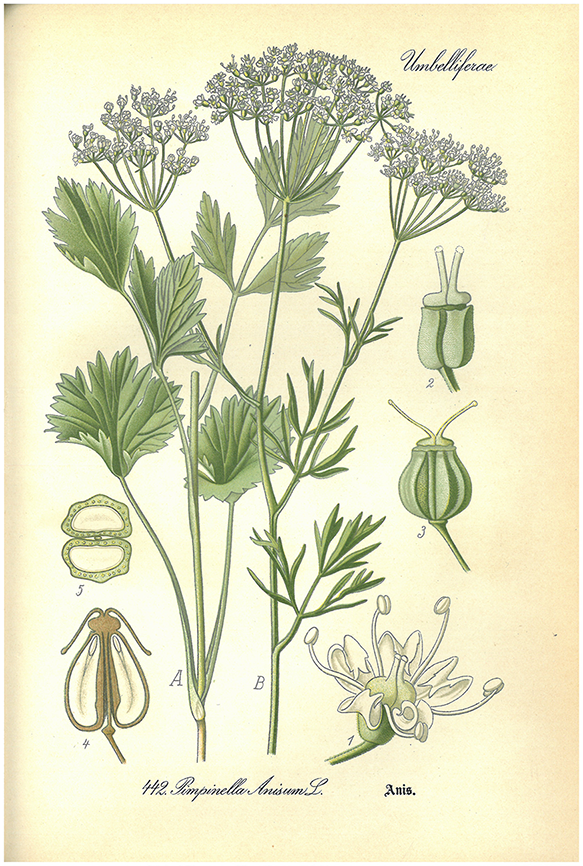 Anis Tafel. Botanische Zeichnung von Anis aus Thomé‘s Flora von Deutschland, Östereich und der Schweiz, 1905