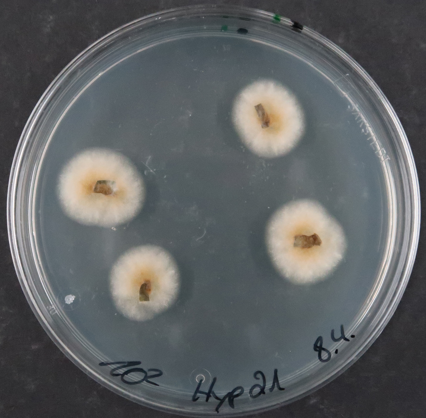 Oberflächensterilisierte Hypericum perforatum-Blattstückchen mit auswachsendem Colletorichum gloeosprioides. Foto: L.-S. Kreth